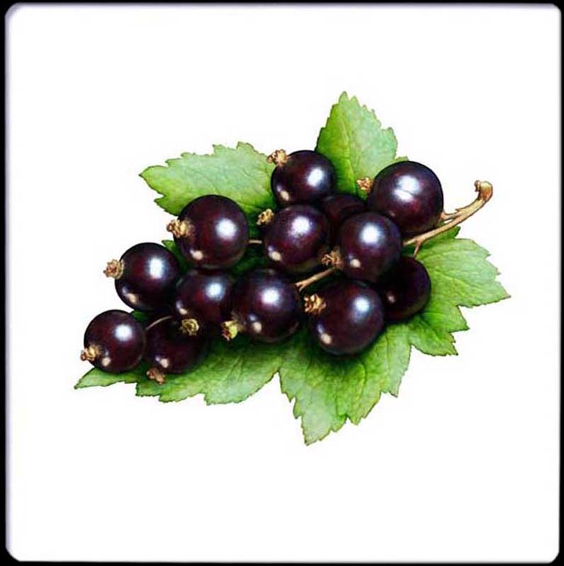 Pixley Berries - Blackcurrants