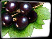 Pixley Berries - Blackcurrants