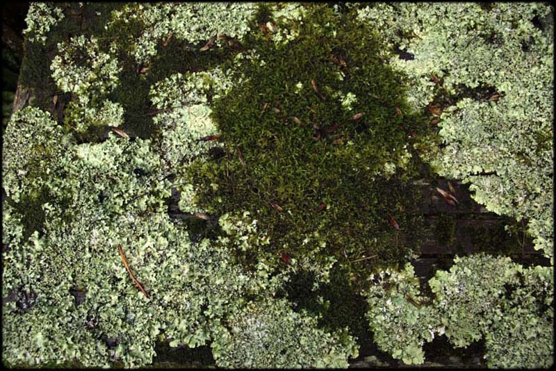 Lichen Table